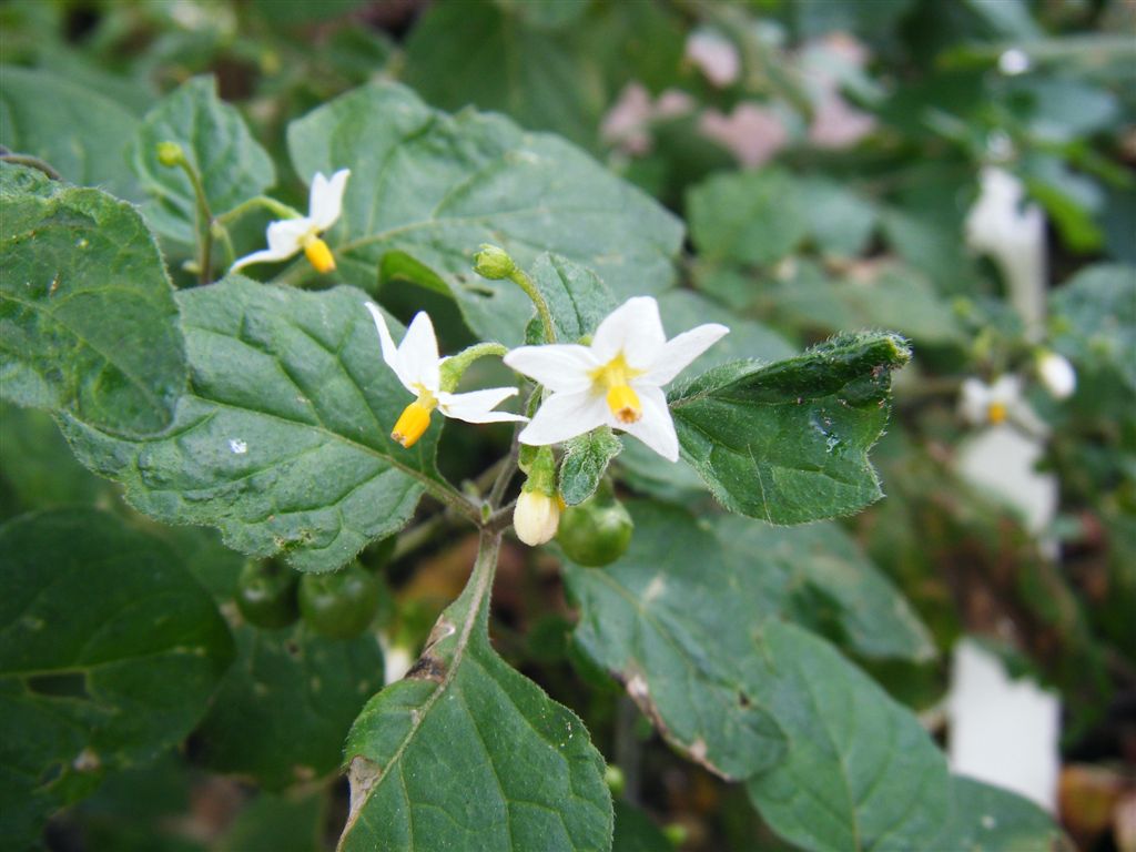 Solanum nigrum